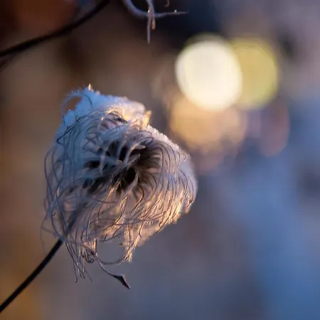 Pinus Frühstückspension