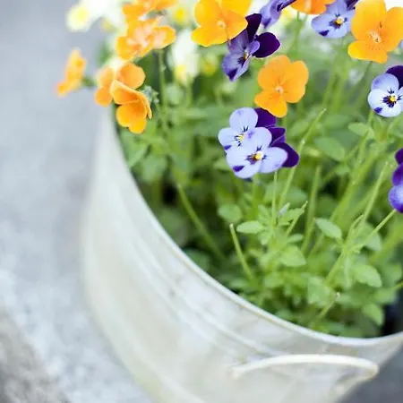 Frühstückspension Pinus Mäntyharju