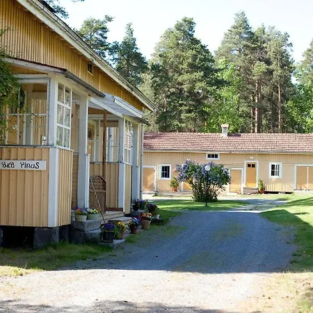 Pinus * Mäntyharju