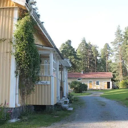 Pinus
