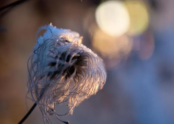 Pinus فندق مبيت وإفطار