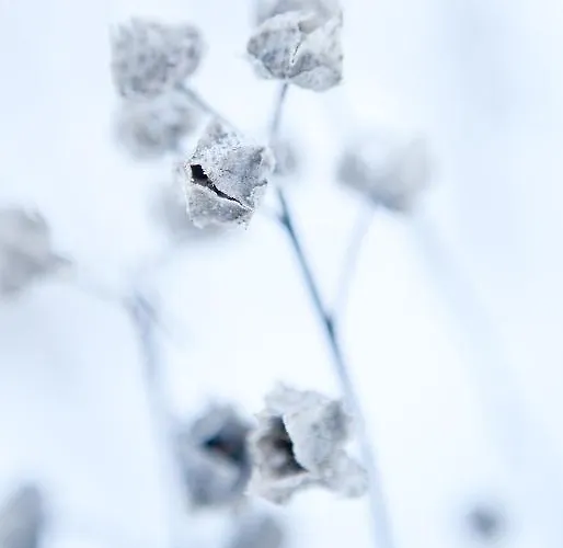 Bed & Breakfast Pinus *